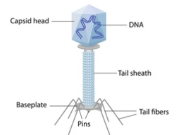 Bacteriophage Research Using the iEM Platform
