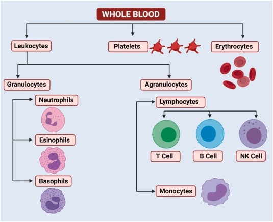 Diagrammatic representation of various blood cells in the humans and animals.