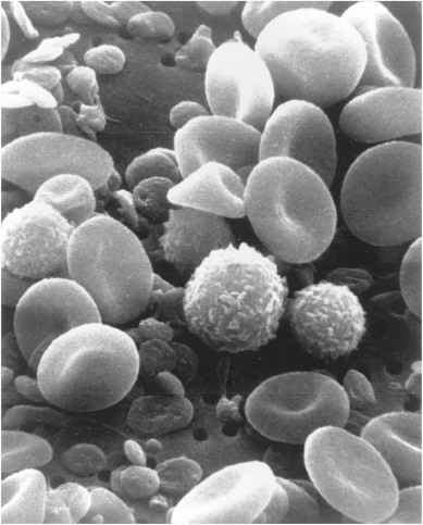 Various blood cells under a scanning electron microscope.