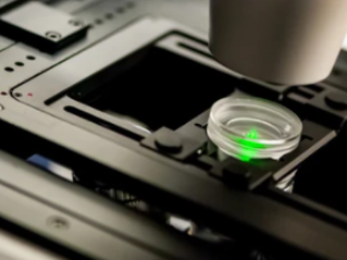 Confocal laser scanning microscopy (CLSM).