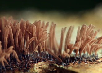 Mycelium.