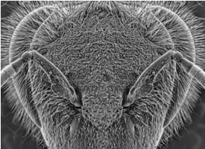 Electron microscope photo of a bee