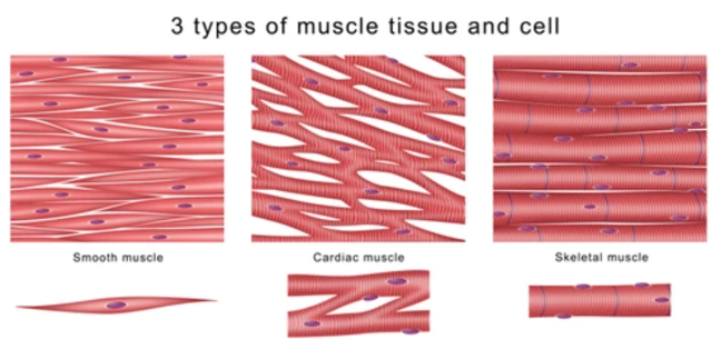 3 types of muscle tissue and cell.