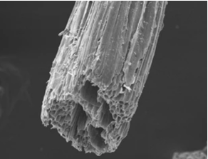 Scanning electron microscope images of sugarcane bagasse.