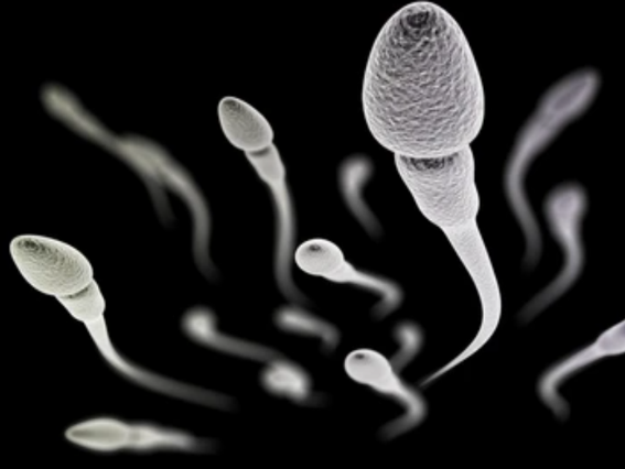 Sperm Imaging Using the iEM Platform
