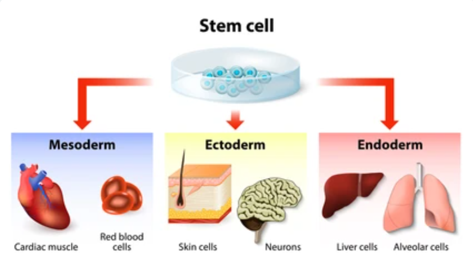 Stem Cell Imaging Using the iEM Platform