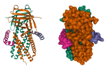 Cryo-EM structure of SARS-CoV-2 ORF3a.
