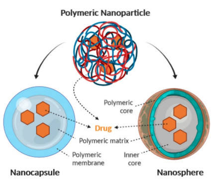 Schematic representation of the structure of nanocapsules and nanospheres.