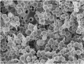 Staphylococcus aureus Scanning Electron Microscopy.