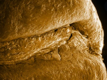 Medium roasted coffee bean imaged by scanning electrom microscope